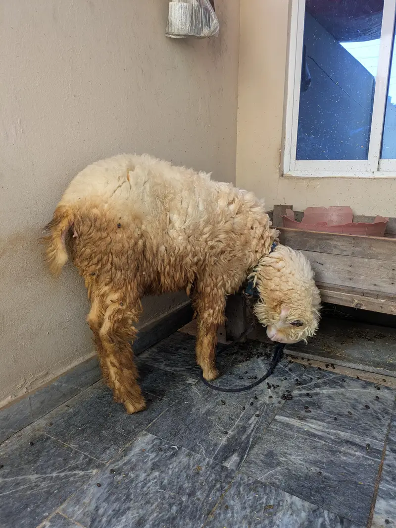 6 months Female Sheep For Sale — photo 2
