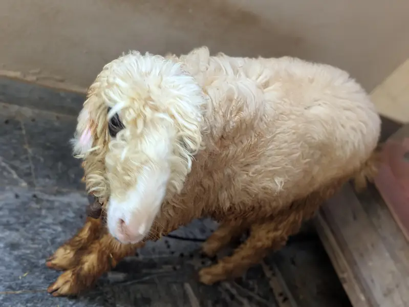 6 months Female Sheep For Sale — photo 3