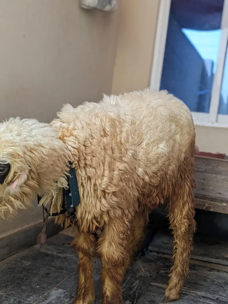 6 months Female Sheep For Sale — photo 4
