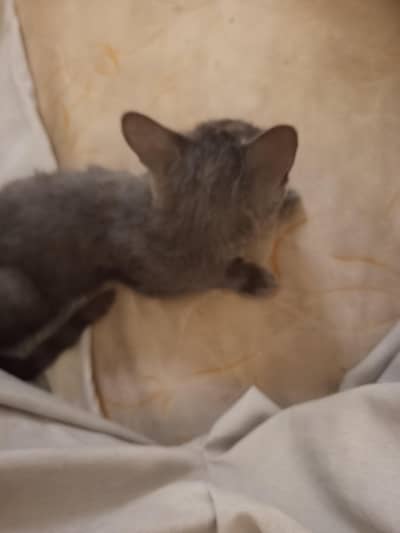 cat black