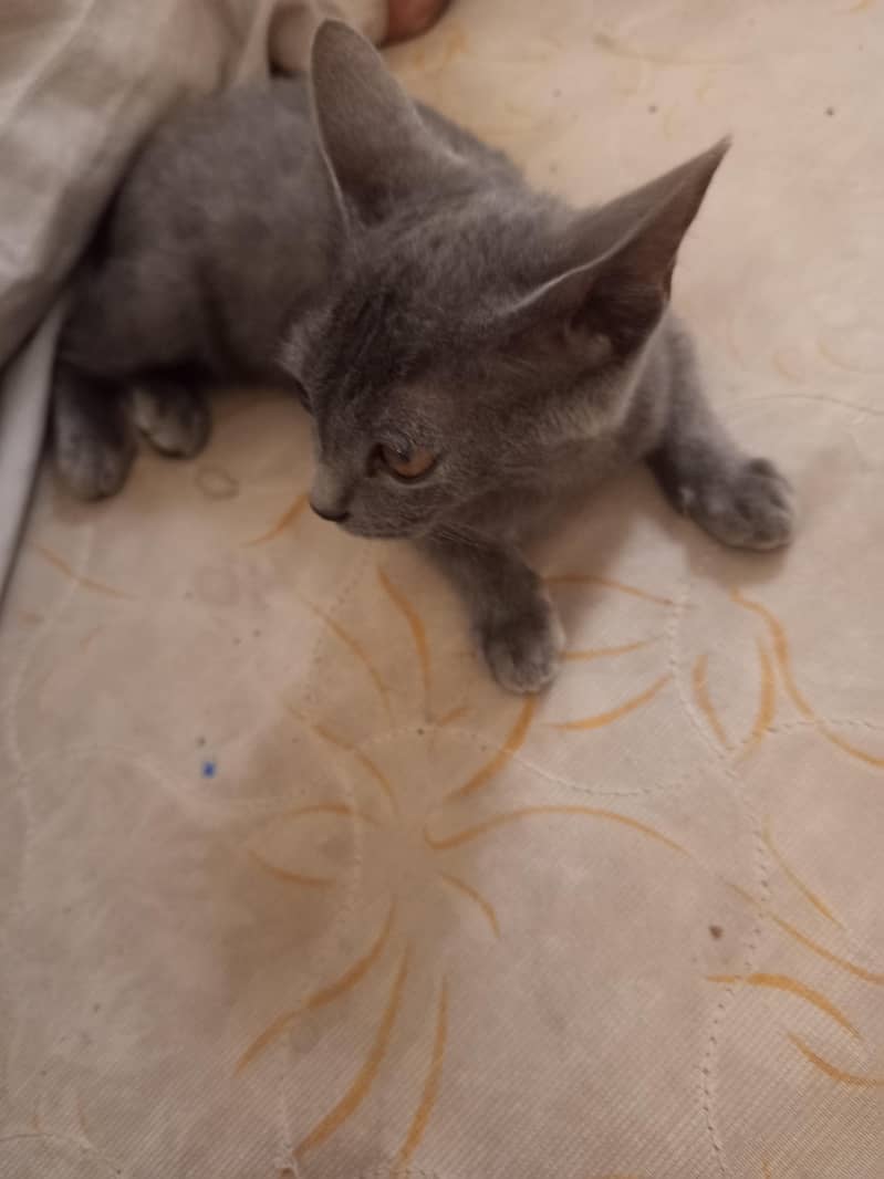 cat black 1