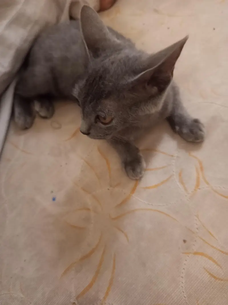 cat black — photo 2