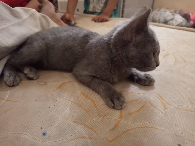 cat black 2