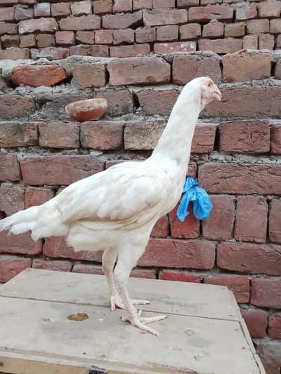 Aseel Murge for sale