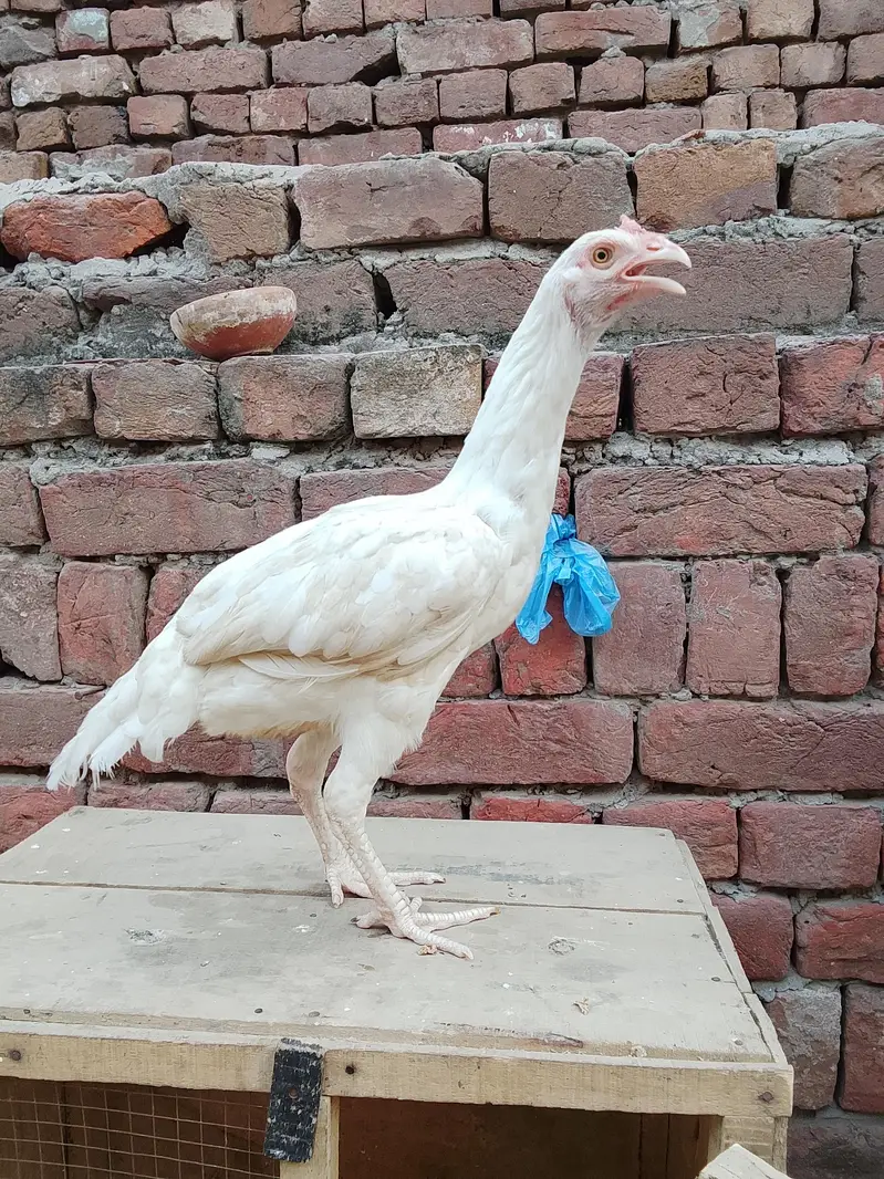 Aseel Murge for sale — photo 2