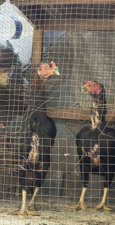 Aseel birds for sale