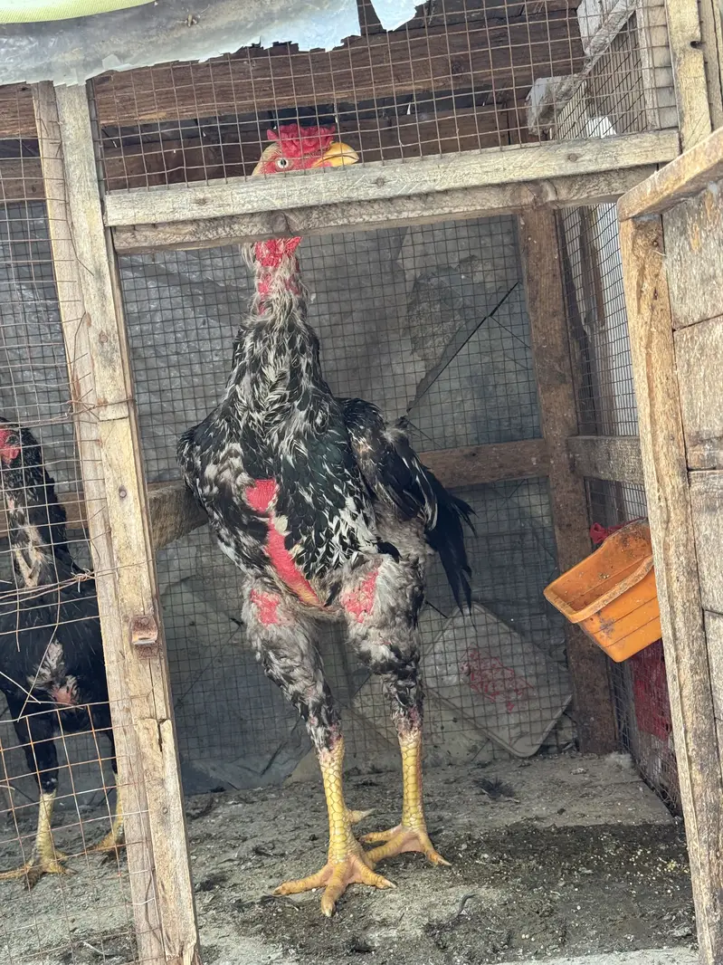 Aseel birds for sale — photo 2
