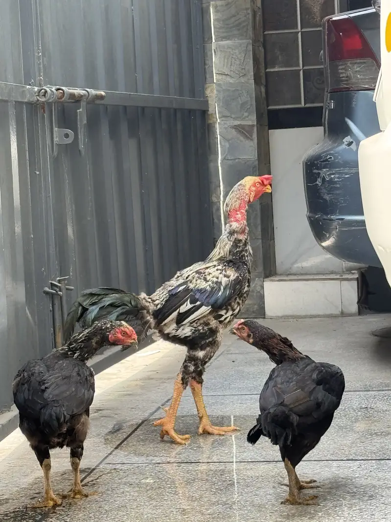 Aseel birds for sale — photo 3
