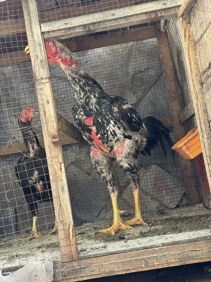 Aseel birds for sale — photo 4