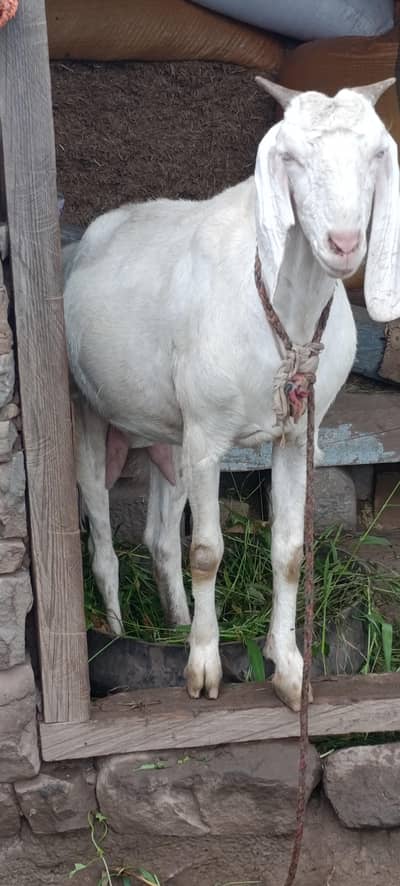 خوبصورت نسل کی بکری برائے فروخت 