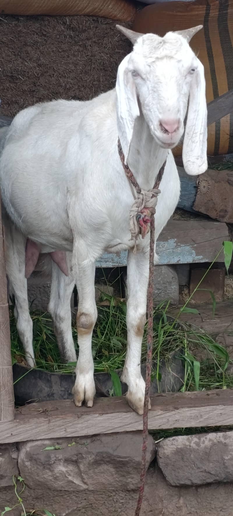 خوبصورت نسل کی بکری برائے فروخت  1