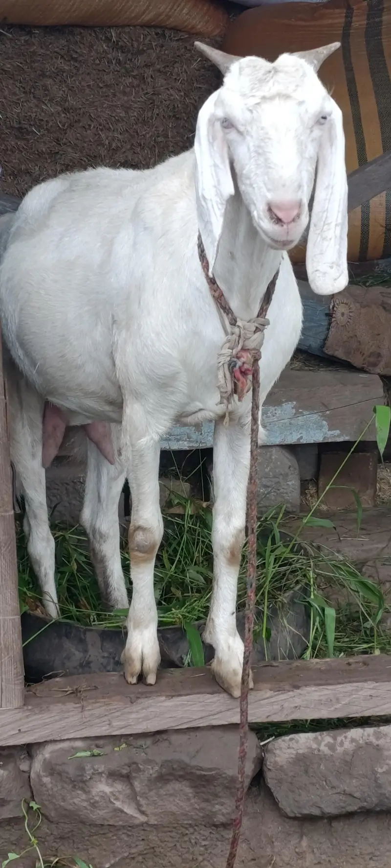 خوبصورت نسل کی بکری برائے فروخت  — photo 2