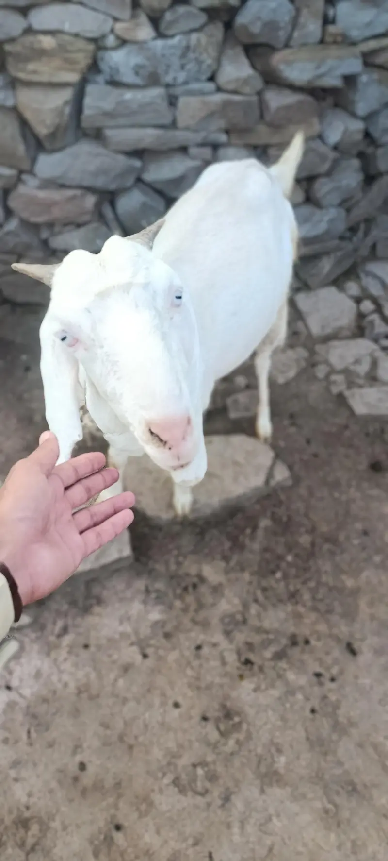 خوبصورت نسل کی بکری برائے فروخت  — photo 3