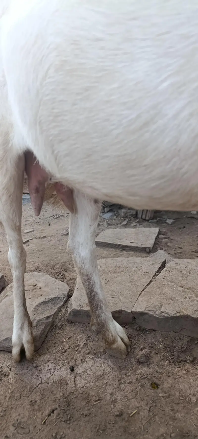 خوبصورت نسل کی بکری برائے فروخت  — photo 5