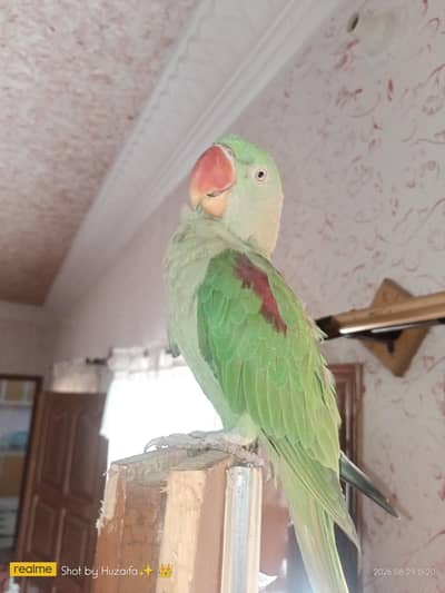 Raw parrot for sale