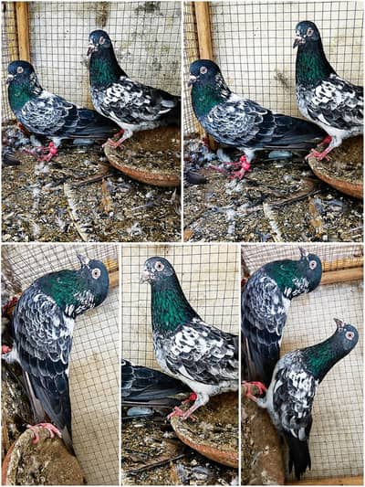 dub Wala breeder pair for sale