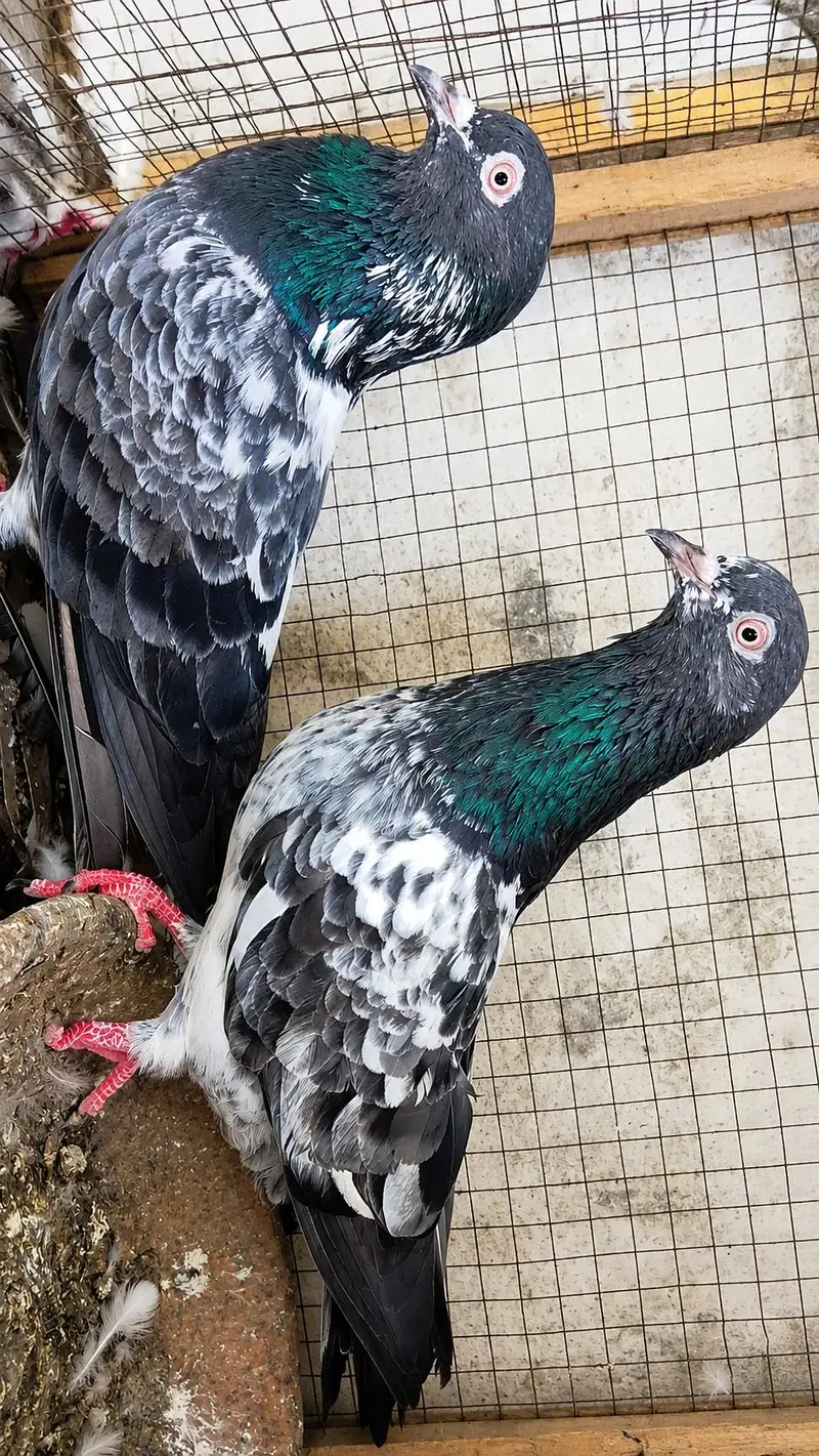 dub Wala breeder pair for sale — photo 3