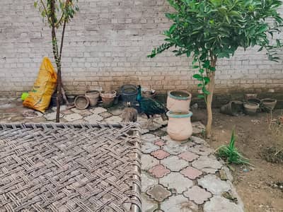 peacock pair for sale