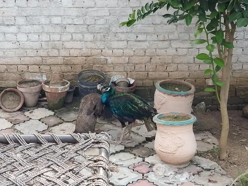 peacock pair for sale — photo 2