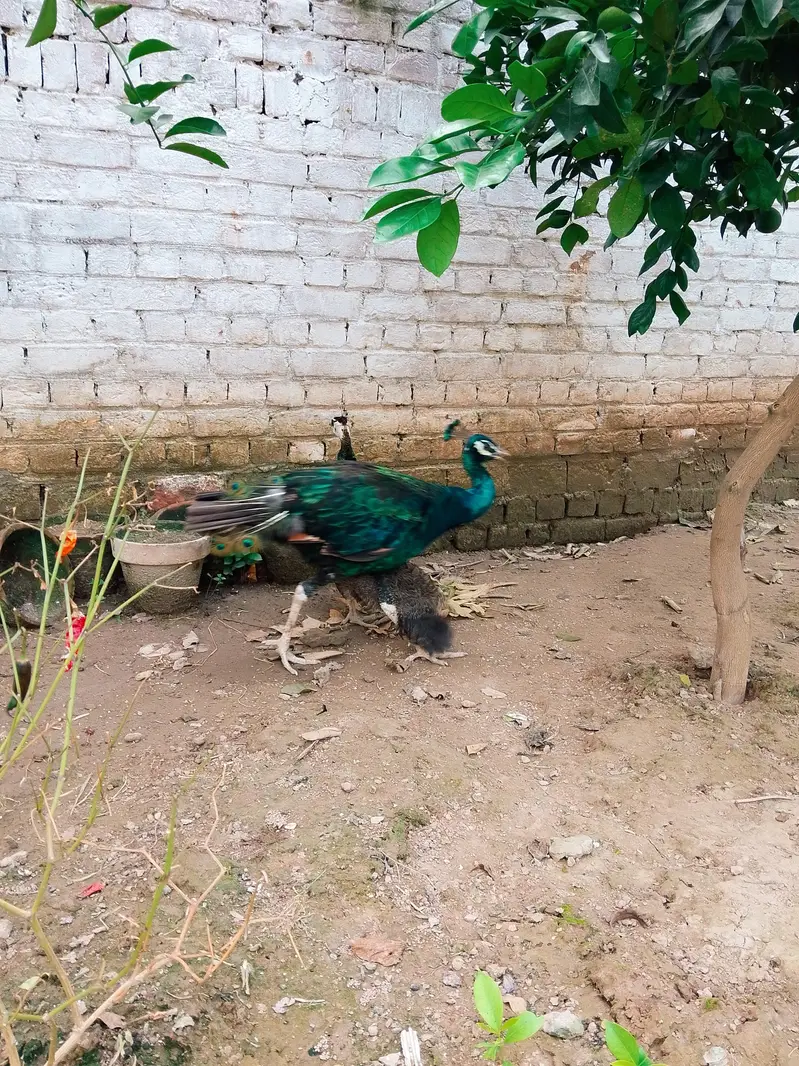 peacock pair for sale — photo 3