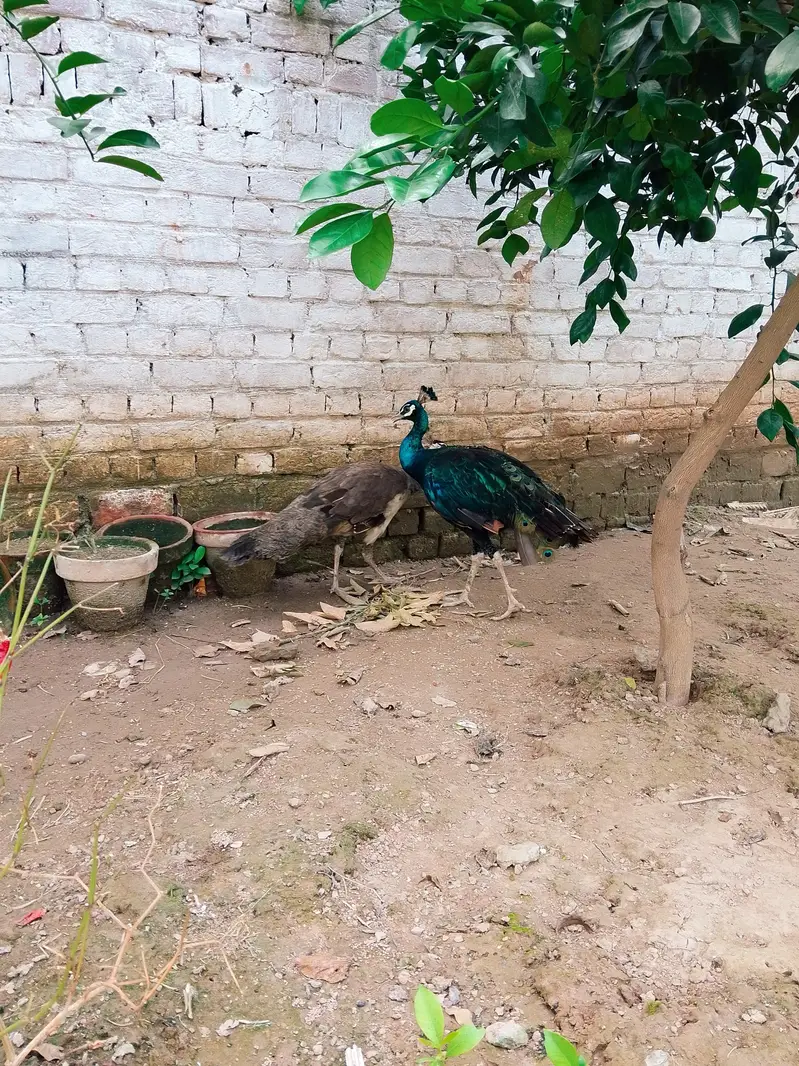 peacock pair for sale — photo 4