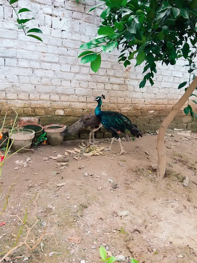 peacock pair for sale — photo 5