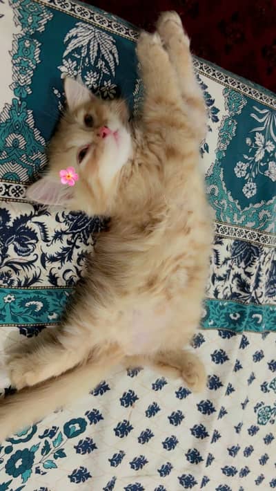 persian triple coated