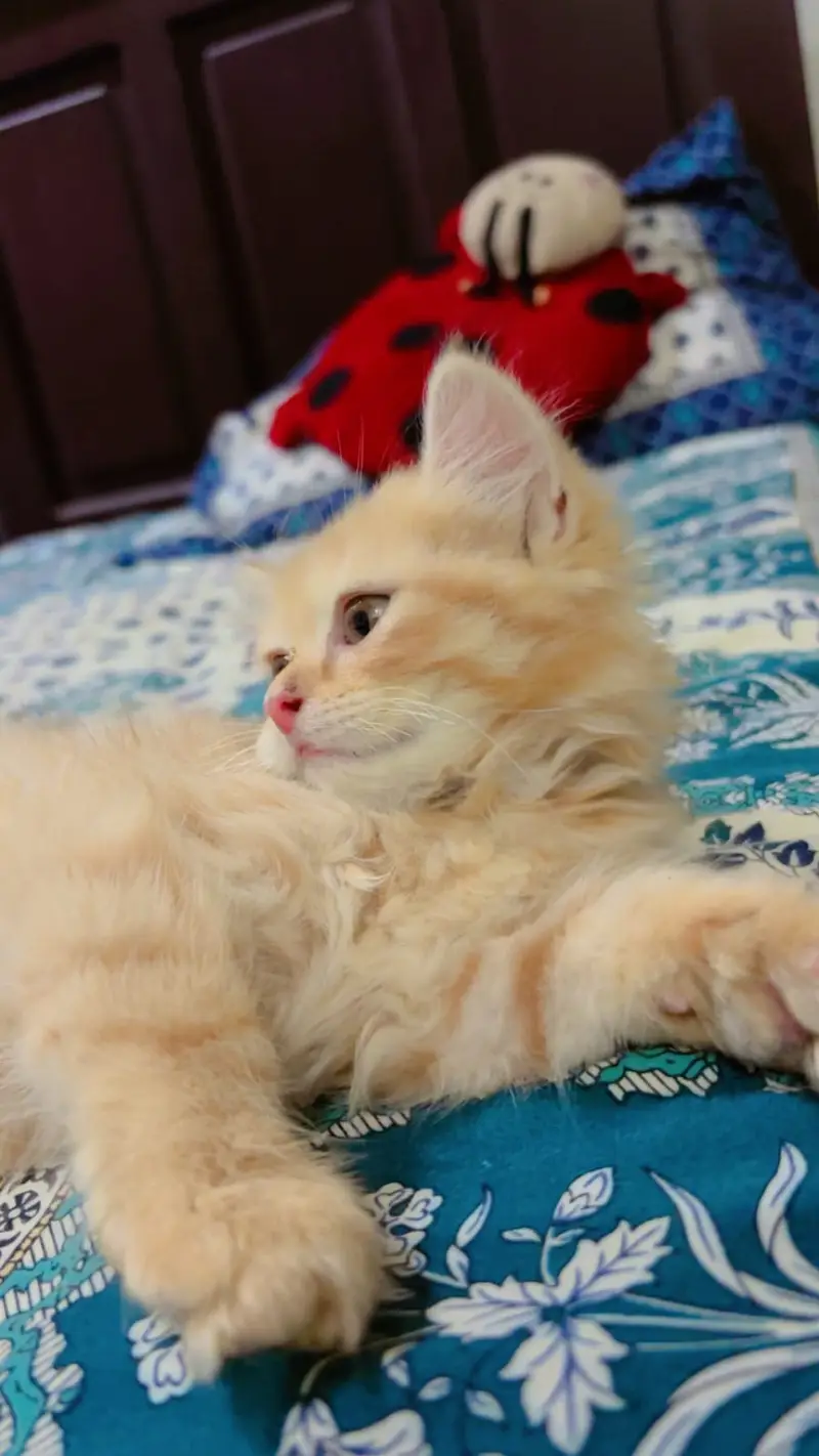 persian triple coated — photo 2