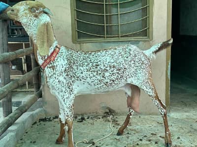 Pure Mekhi Cheni Bakri for sale