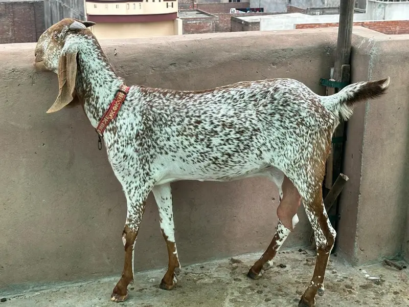 Pure Mekhi Cheni Bakri for sale — photo 2