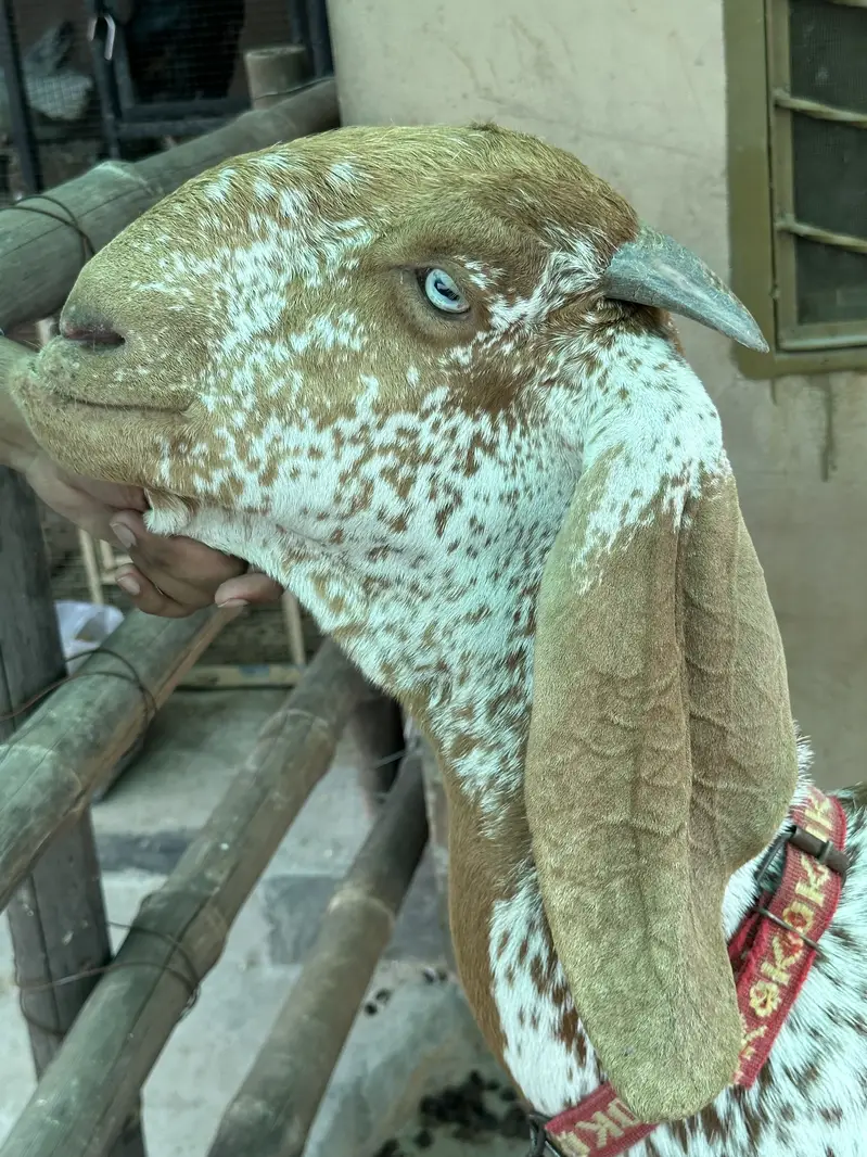 Pure Mekhi Cheni Bakri for sale — photo 3