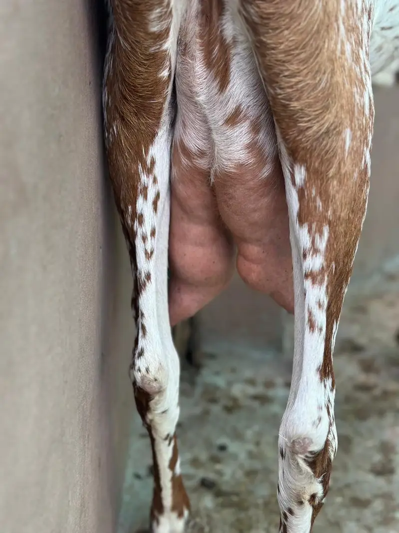 Pure Mekhi Cheni Bakri for sale — photo 4