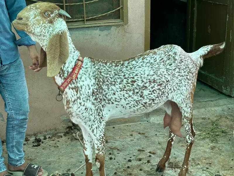 Pure Mekhi Cheni Bakri for sale — photo 5