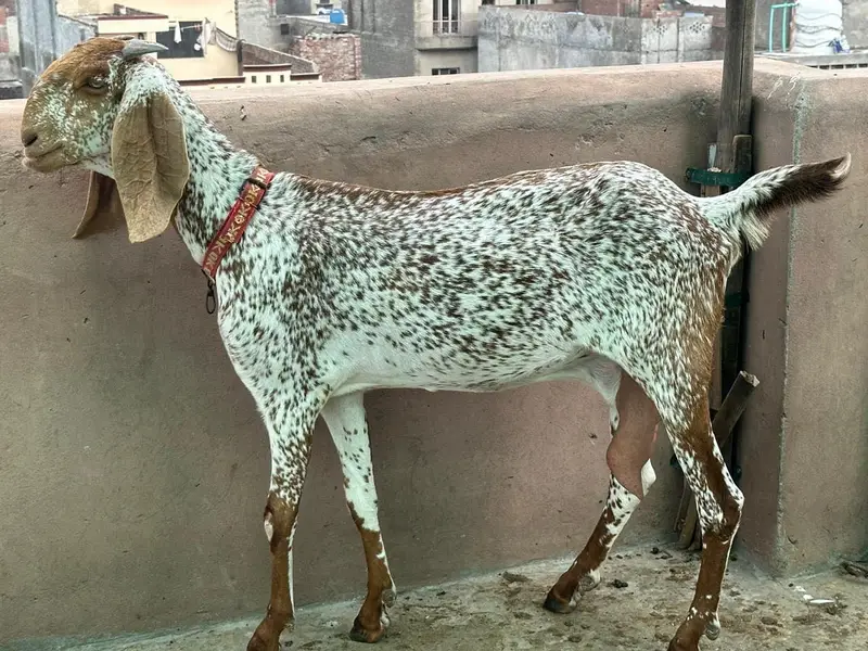 Pure Mekhi Cheni Bakri for sale — photo 6