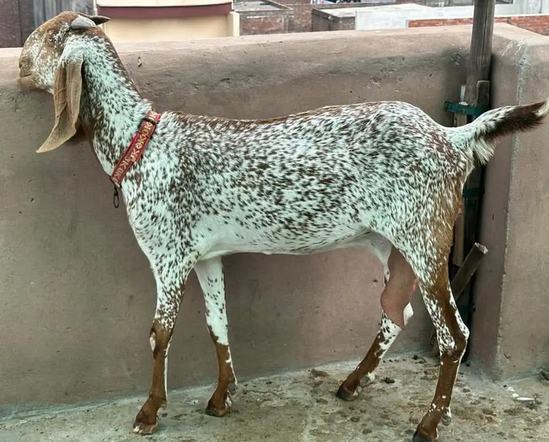 Pure Mekhi Cheni Bakri for sale — photo 7