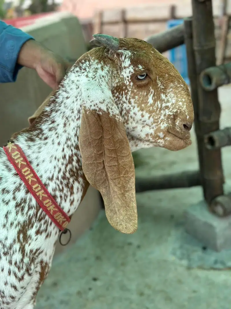 Pure Mekhi Cheni Bakri for sale — photo 8