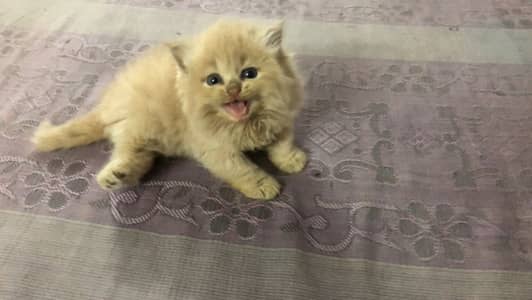 Persian Kitten/Persian cat