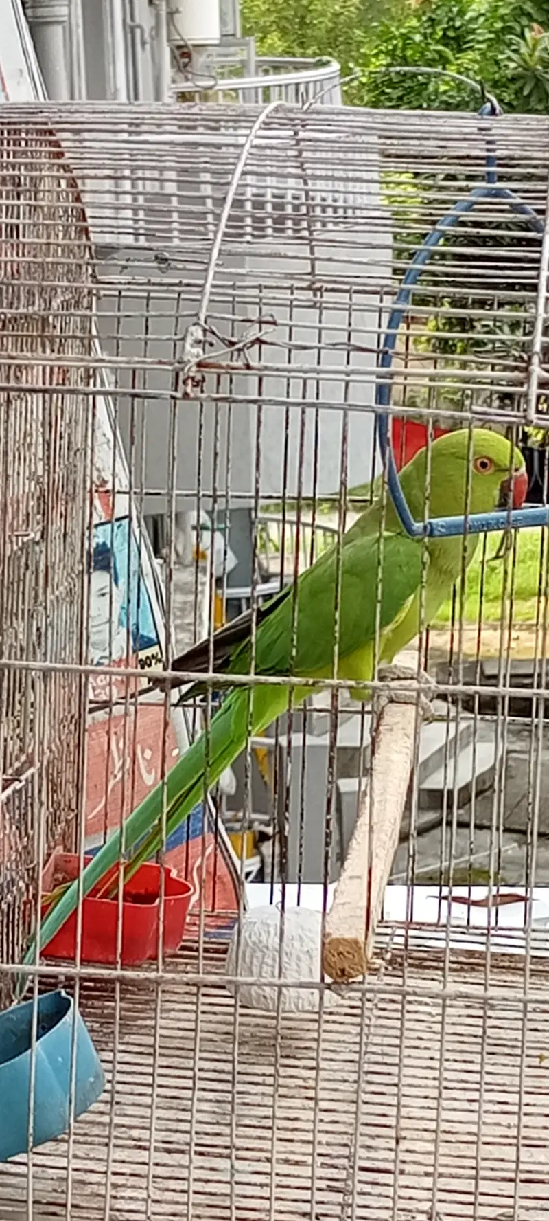 Breader female — photo 2