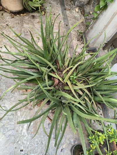 Aloe Vera Plant 