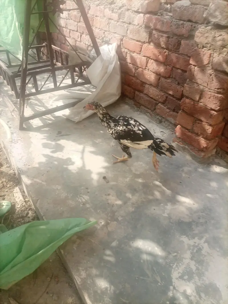 Aseel shamo — photo 5