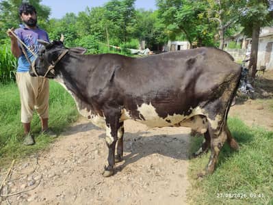 Fresian Cow for Sale