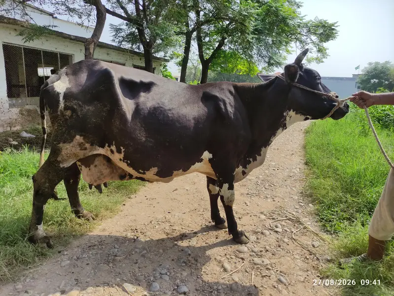 Fresian Cow for Sale — photo 2