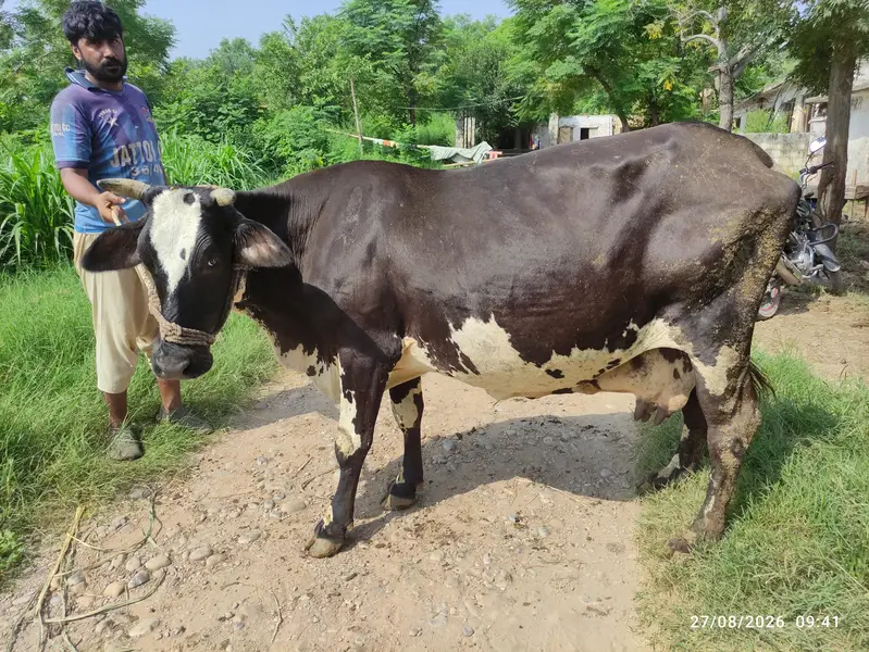 Fresian Cow for Sale — photo 3