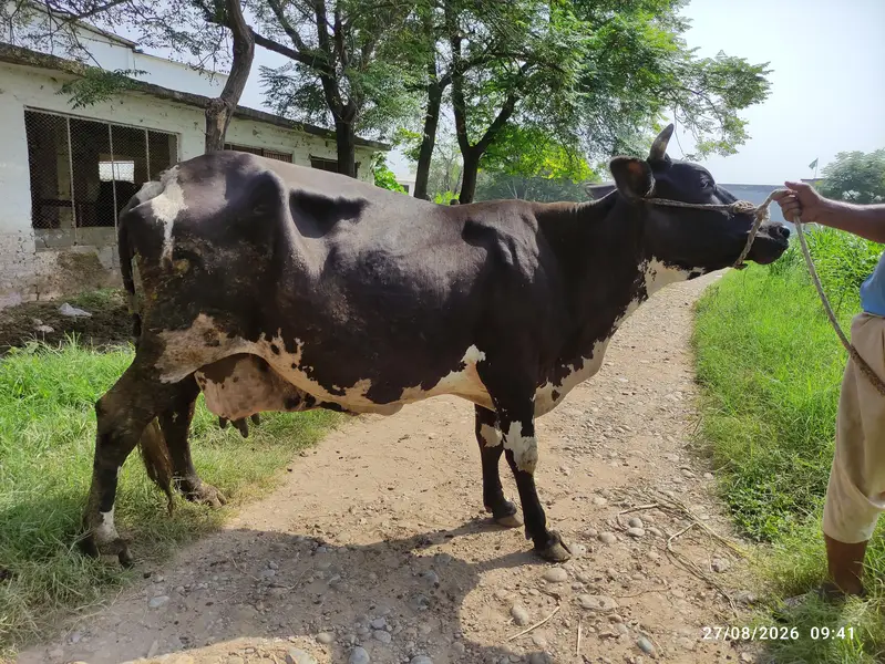 Fresian Cow for Sale — photo 4