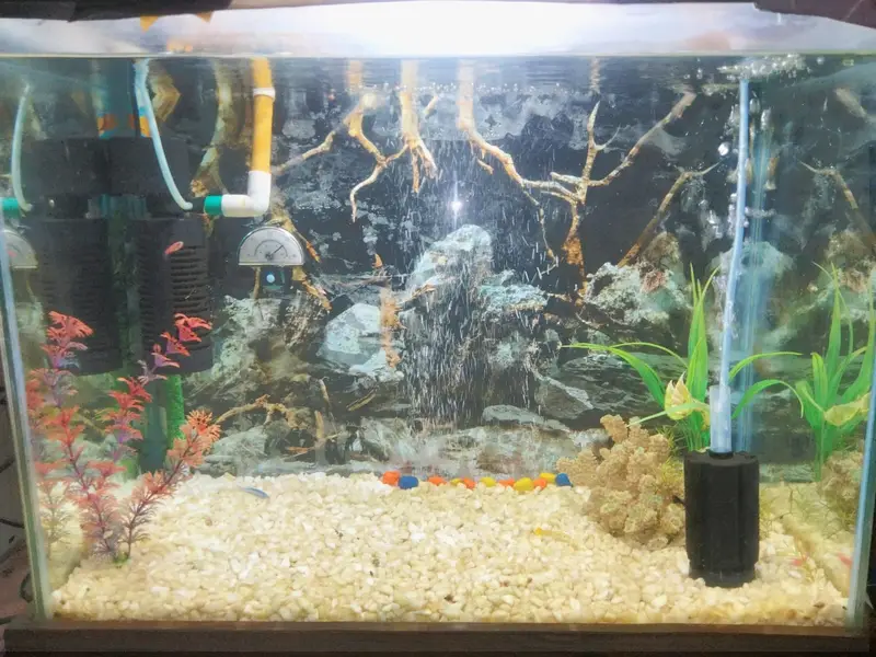 Full Aquarium Setup for Sale - 2x1x1.5 FT Glass Tank with Accessories — photo 2