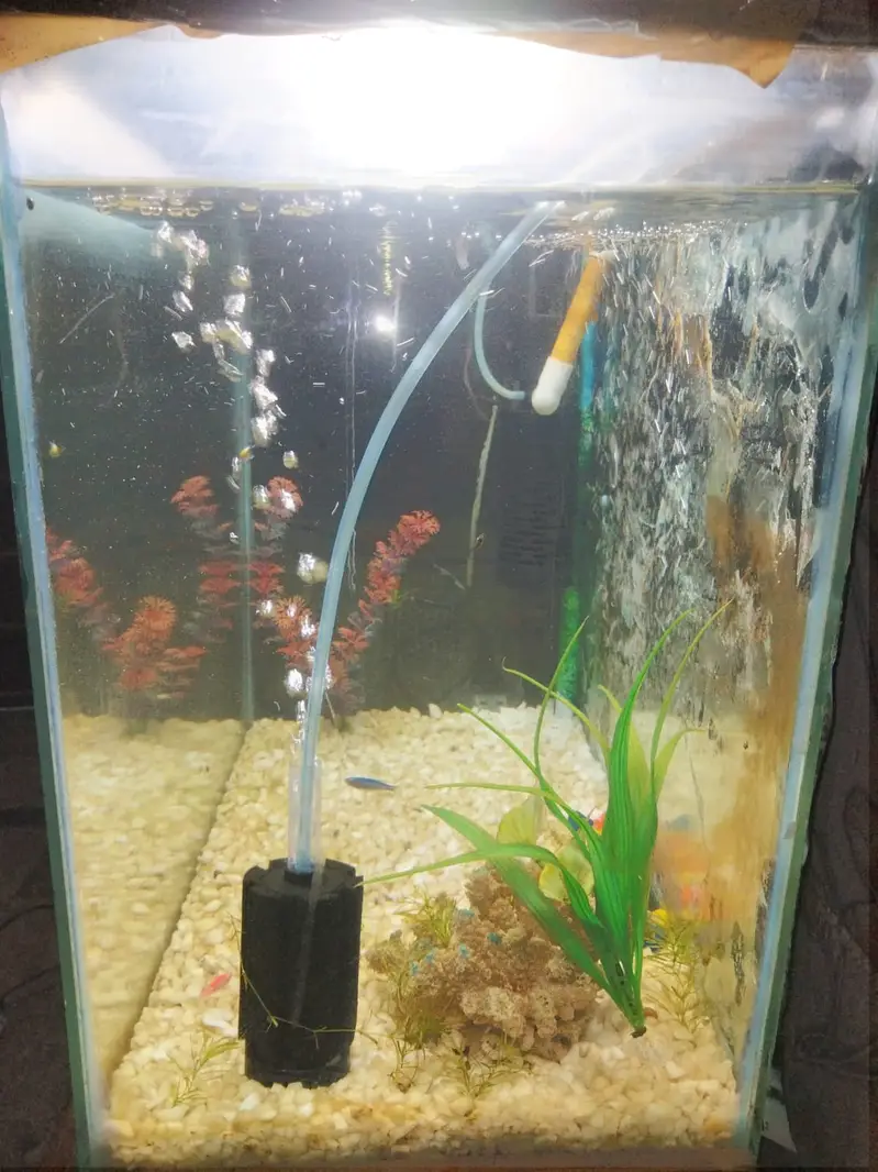 Full Aquarium Setup for Sale - 2x1x1.5 FT Glass Tank with Accessories — photo 3