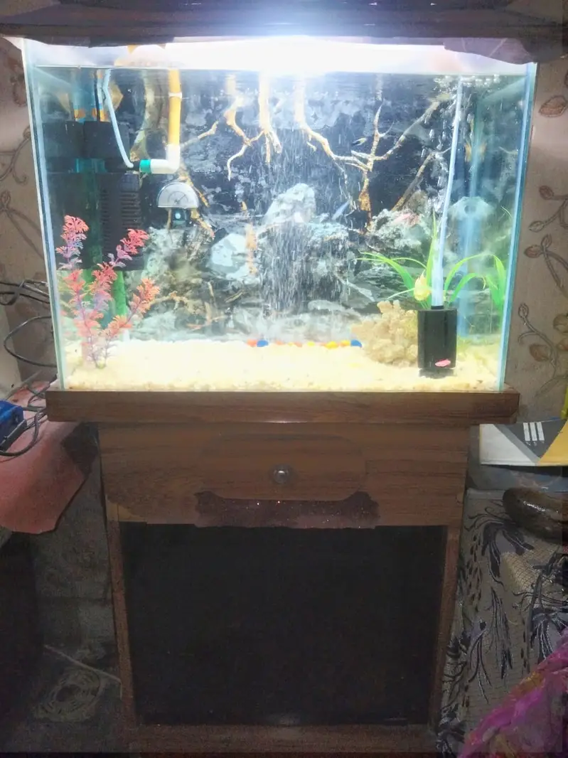 Full Aquarium Setup for Sale - 2x1x1.5 FT Glass Tank with Accessories — photo 4