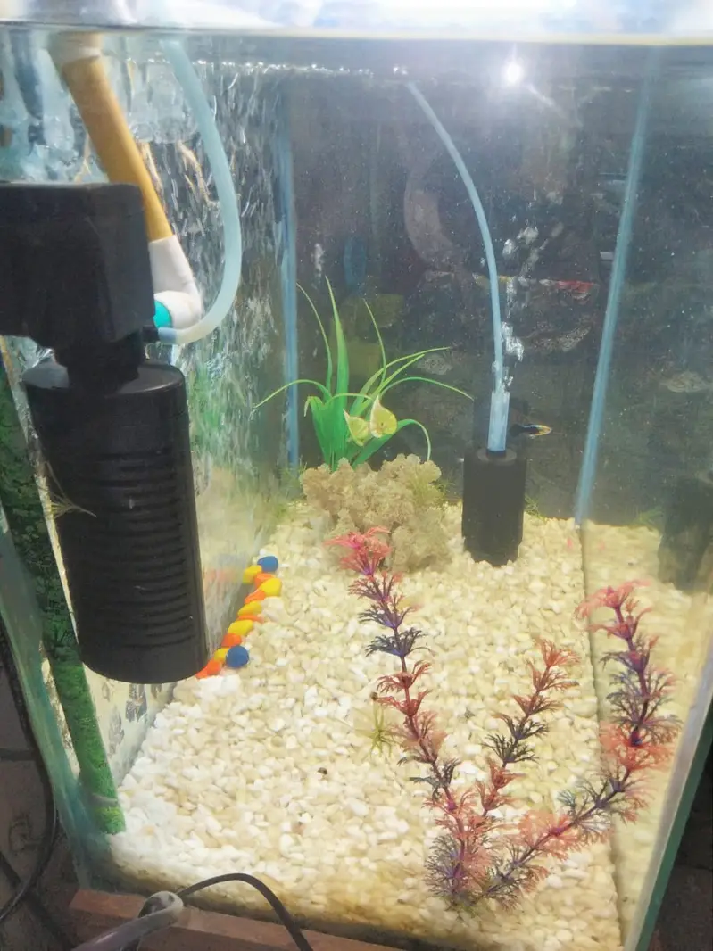 Full Aquarium Setup for Sale - 2x1x1.5 FT Glass Tank with Accessories — photo 7