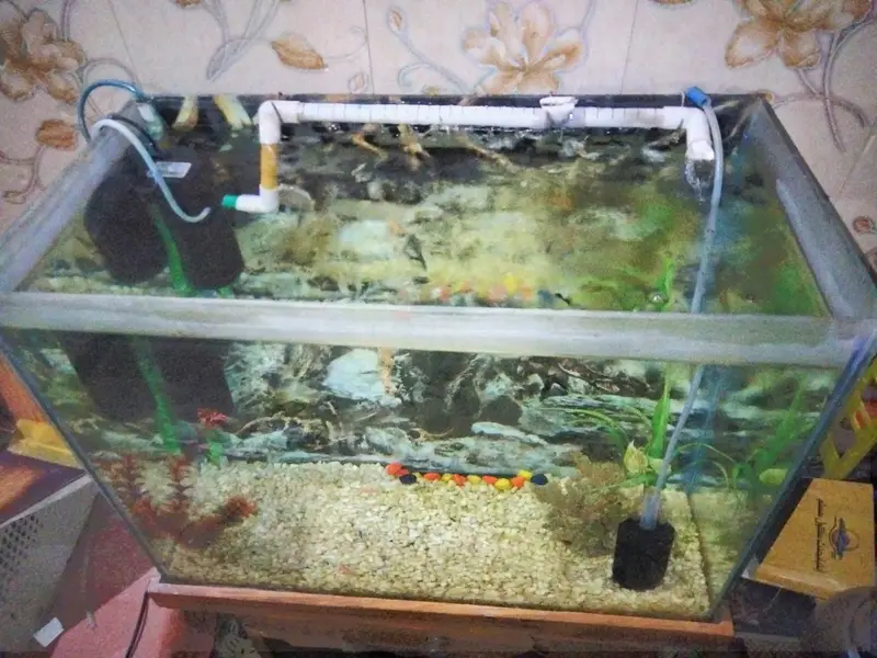 Full Aquarium Setup for Sale - 2x1x1.5 FT Glass Tank with Accessories — photo 11
