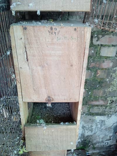 raw box for sale
